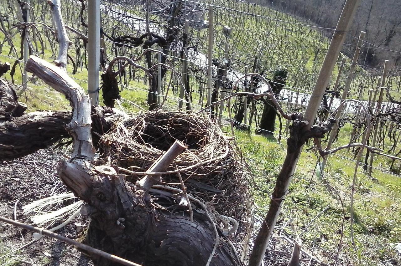 Azienda Agricola Campion Valdobbiadene Bagian luar foto