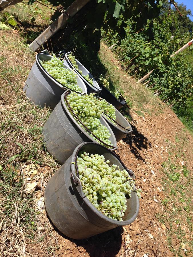 Azienda Agricola Campion Valdobbiadene Bagian luar foto